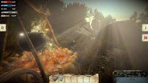 Mushrooms : Forest Walker